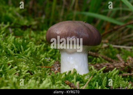 Schleimige Spike-Cap (Gomphidius glutinosus) Stockfoto