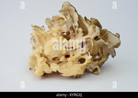 Polypore Pilz (Grifola fondosa), Henne, Henne - von - die - Holz, Ram's Kopf und Sheeps Head, studio Bild Stockfoto