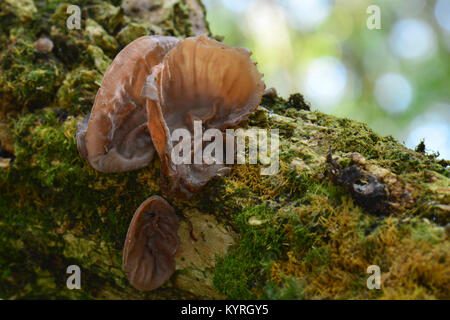 Holz, Ohr, Pilz, Ohr, Pilz, Mu-err Pilz oder der Jude Ohr (Auricularia aurikel-Judae Auricularia polytricha,). Fruchtkörper auf Verrottenden elder Holz Stockfoto