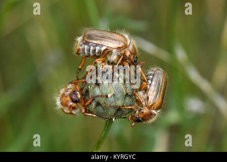 Sommer Käfer, Europäische Juni Käfer (Amphimallon solstitiale) drei Imagos auf der flowerbud einer Flockenblume (Centaurea spec.) Stockfoto