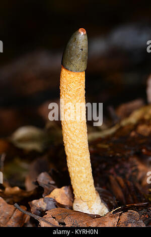 Hund Exemplar des Gemeinen Stinkmorchels (Mutinus caninus), Elder Fruchtkörper auf dem Waldboden Stockfoto