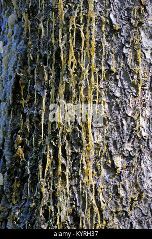 Gemeinsame Fichte, Fichte (Picea abies) Trunk mit Harz flux Stockfoto