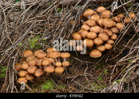Honig, Pilz, Pilze (Armillaria Mellea Crimptüllen) Stockfoto