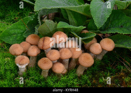 Honig, Pilz, Pilze (Armillaria Mellea Crimptüllen) Stockfoto