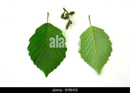 Graue Erle, Grau Elder (Alnus Incana), Blätter in Vorder- und Rückansicht Blickrichtung und sehr grün, jungen Früchte, Studio, Freisteller Stockfoto