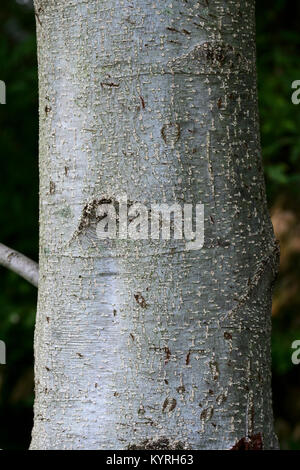 Graue Erle, Grau Elder (Alnus Incana), jungen Stamm mit grauer Rinde Stockfoto