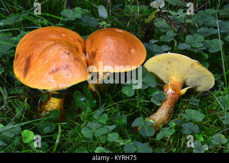 Lärche Bolete, Greville Bolete Bolete, oder Rinder (Suillus grevillei), wächst auf dem Rasen an der Basis der Lärche Baum Stockfoto