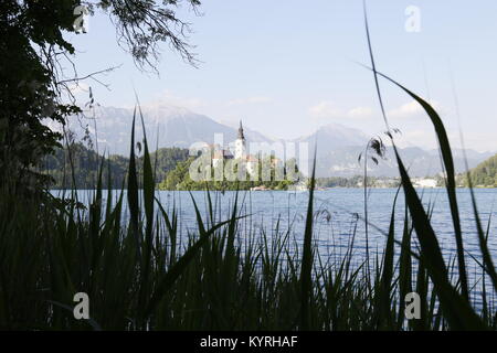 Blick durch Schilf der Insel Kirche am See von Bled Stockfoto