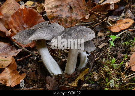 Graue Ritter, schmutzig (Tricholoma Tricholoma terreum) Stockfoto