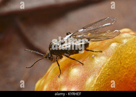 Eiche Stieleiche Galle Galle Wasp geöffnet mit Erwachsenen von Eichenlaub Cherry-gall Cynipid (Cynips quercusfolii) Stockfoto