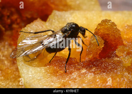 Eiche Stieleiche Galle Galle Wasp geöffnet mit Erwachsenen von Eichenlaub Cherry-gall Cynipid (Cynips quercusfolii) Stockfoto