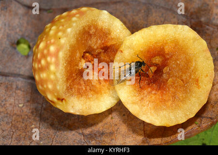 Eiche Stieleiche Galle Galle Wasp geöffnet mit Erwachsenen von Eichenlaub Cherry-gall Cynipid (Cynips quercusfolii) Stockfoto