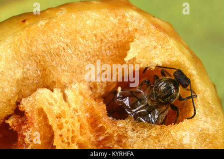 Eiche Stieleiche Galle Galle Wasp geöffnet mit Erwachsenen von Eichenlaub Cherry-gall Cynipid (Cynips quercusfolii) Stockfoto