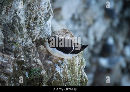 In der Nähe von einzelnen Erwachsenen Tordalk sitzen auf einem Nest auf einem schmalen Felsvorsprung in einen Kreidefelsen - Bempton Cliffs RSPB Reservat, East Yorkshire, England. Stockfoto