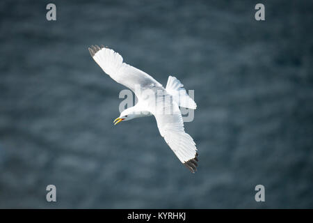 Nach Dreizehenmöwe Fliegen & Segelfliegen über der Nordsee, die Flügel ausgestreckt & Schnabel öffnen, calling-Bempton Cliffs RSPB Reservat, East Yorkshire, England. Stockfoto