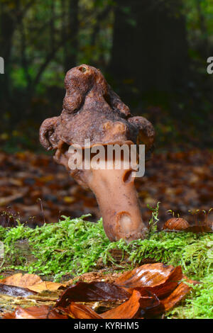 Elfin Sattel, mit Kapuze False Morel, Turban Pilz (Gyromitra infula) Stockfoto