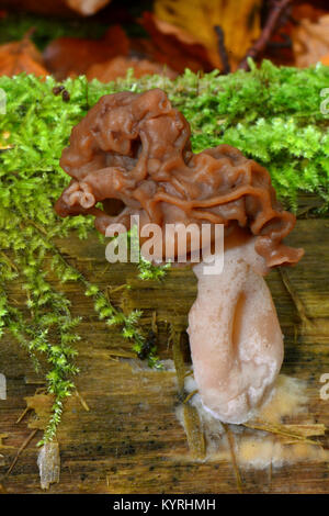 Elfin Sattel, mit Kapuze False Morel, Turban Pilz (Gyromitra infula) Stockfoto