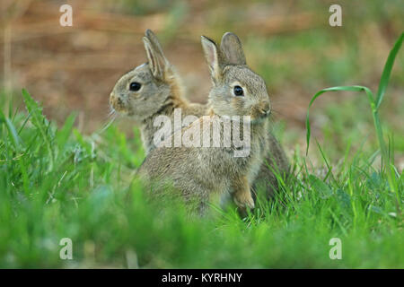 Europäische Kaninchen (Oryctolagus cuniculus). Zwei indididuals im Gras. Deutschland Stockfoto