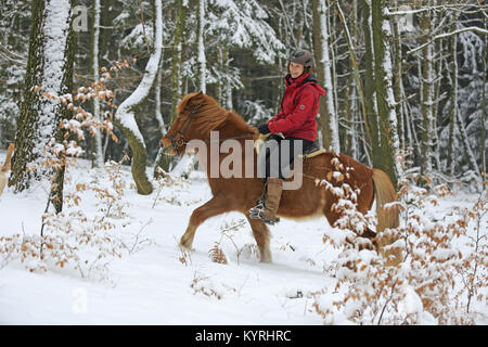 Islandpferd. Reiter auf Kastanie Erwachsenen in einem verschneiten Wald. Deutschland Stockfoto