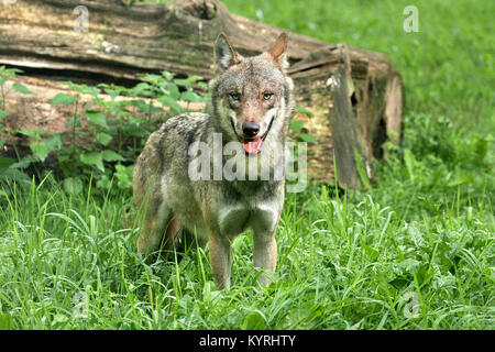 Europäische Wolf (Canis lupus). Erwachsene stehen auf einer Wiese. Deutschland Stockfoto