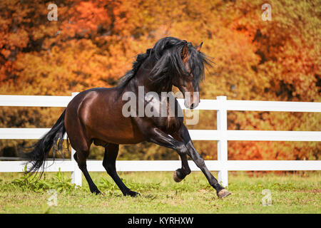 Reine Spanische Pferd, Andalusische. Bucht Hengst Galopp auf einer Wiese. Österreich Stockfoto