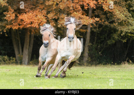 Norwegischen Fjord Pferd. Zwei Erwachsene gallopieren auf einer Weide. Deutschland Stockfoto