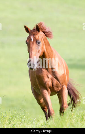 Hannoveraner Pferd x American Quarter Horse. Fuchswallach gallopieren auf einer Weide. Deutschland Stockfoto