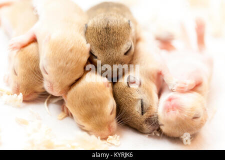 Süße kleine Mäuse schlafen Babys. Makro Bild. Stockfoto