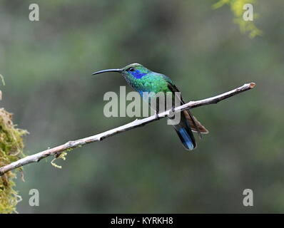 Grün Violett - Ohr Kolibri in Costa Rica Stockfoto