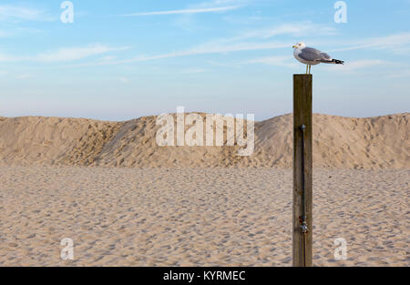 Eine Möwe thront auf einem hölzernen Pfosten an einem New-jersey Strand. Stockfoto