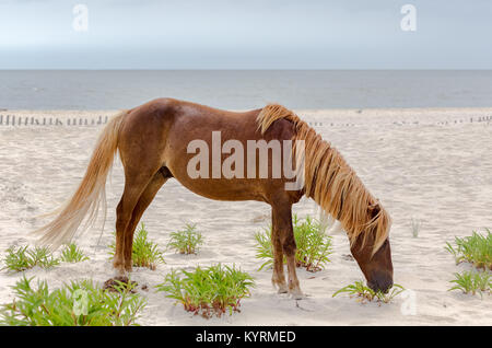 Ein Wildes Pony, Pferd, von Assateague Island, Maryland, USA am Strand. Diese Tiere sind auch als Assateague Pferde- oder Chincoteague Ponys bekannt. Stockfoto