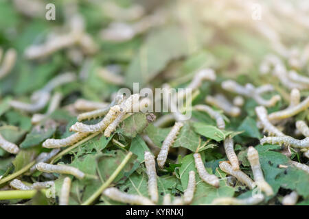 Raupen eines Silkworm Blatt eines Mulberry essen. selektive Fokus Stockfoto