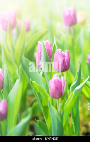 Schöne rosa Tulpen Blumen im Garten, selektiven Fokus Stockfoto