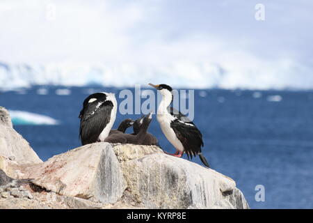 Vögel in der Antarktis Stockfoto