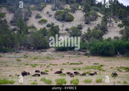 Ein Feld von American Buffalo Bisons in Utah, USA Stockfoto