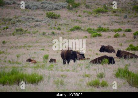 Ein Feld von American Buffalo Bisons in Utah, USA Stockfoto