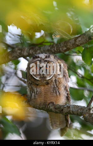 Wild Waldohreule (Asio otus), Europa Stockfoto