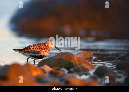 Strandläufer (calidris Alpina) bei Sonnenuntergang, auf der Suche nach Essen. Europa Stockfoto