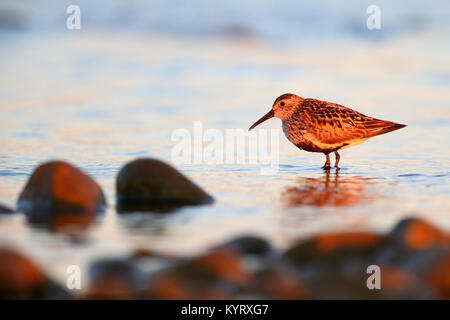 Strandläufer (calidris Alpina) bei Sonnenuntergang, auf der Suche nach Essen. Europa Stockfoto