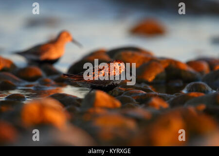 Strandläufer (calidris Alpina) bei Sonnenuntergang, auf der Suche nach Essen. Europa Stockfoto