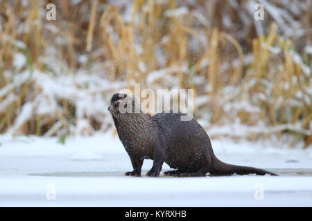 Wild Fischotter (Lutra lutra) Wasser schüttelte sein Fell, Europa Stockfoto