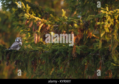 Northern Hawk Owl (Surnia Ulula) auf Tanne, Europa Stockfoto