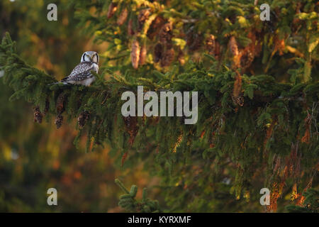 Northern Hawk Owl (Surnia Ulula) auf Tanne, Europa Stockfoto