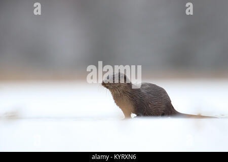 Wild Fischotter (Lutra lutra), Europa Stockfoto