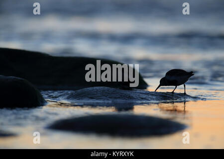 Strandläufer (calidris Alpina) bei Sonnenuntergang, auf der Suche nach Essen. Europa Stockfoto