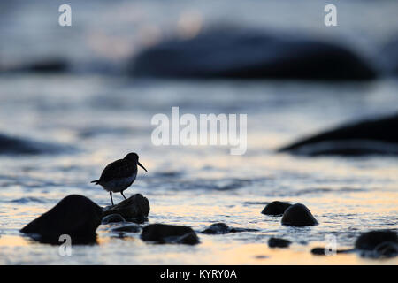 Strandläufer (calidris Alpina) bei Sonnenuntergang, auf der Suche nach Essen. Europa Stockfoto