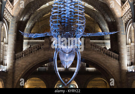Beleuchtete Blauwal Skelett im Hintze Halle am Natural History Museum in London. Stockfoto