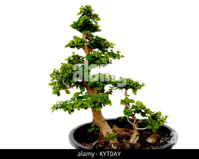Bonsai Bäume, in der tropischen Zone. Stockfoto