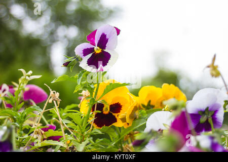 Stiefmütterchen im Garten Stockfoto