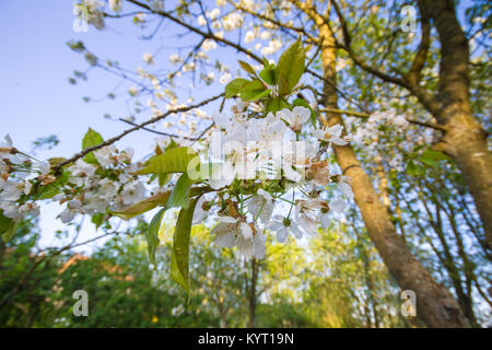 Apfelblüten im Frühling Stockfoto